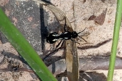 Traumatomutilla graphica