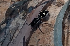 Traumatomutilla graphica