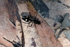 Traumatomutilla graphica