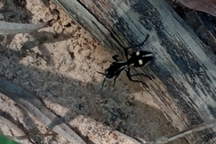 Traumatomutilla graphica