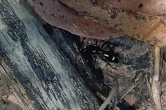 Traumatomutilla graphica