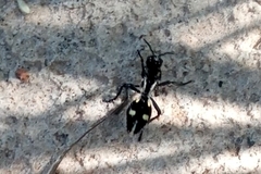 Traumatomutilla graphica