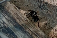 Traumatomutilla graphica