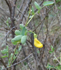 Colutea