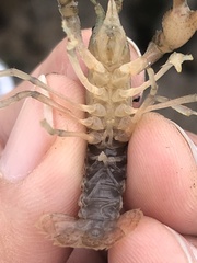Fallicambarus tenuis
