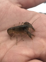 Fallicambarus tenuis