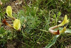 Astragalus tetrastichus