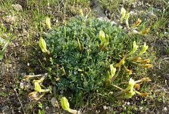 Astragalus tetrastichus