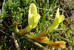 Astragalus tetrastichus