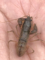 Fallicambarus tenuis