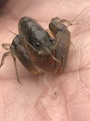 Fallicambarus tenuis