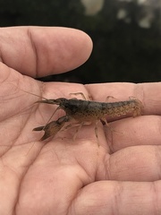 Fallicambarus tenuis