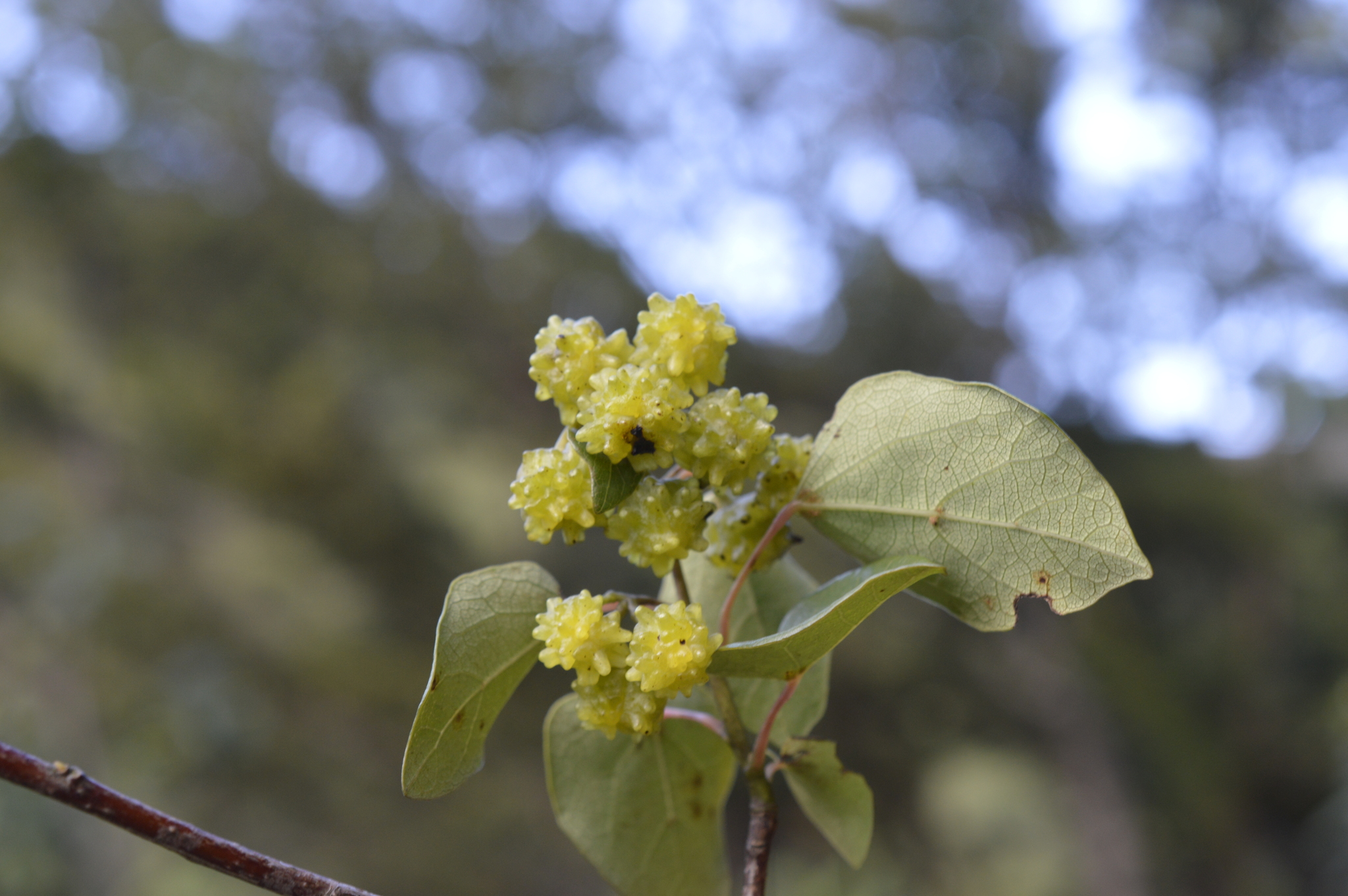 Vallea stipularis image