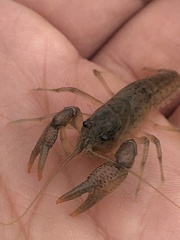 Fallicambarus tenuis