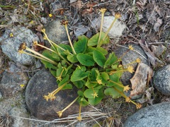 Caltha palustris membranacea