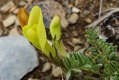 Astragalus tetrastichus