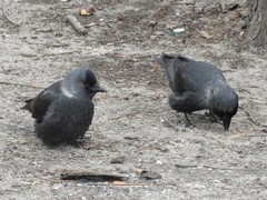 Corvus monedula