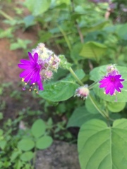 Mirabilis violacea