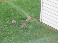 Sciurus carolinensis