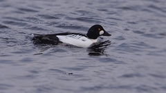 Bucephala clangula