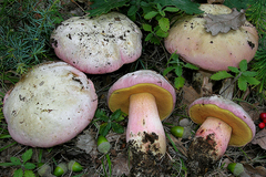 Rubroboletus pulchrotinctus