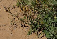 Astragalus turczaninowii