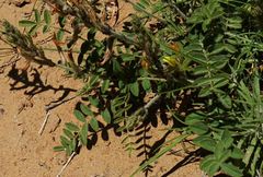 Astragalus turczaninowii