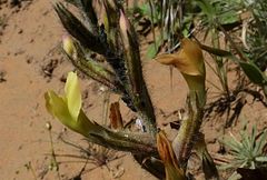Astragalus turczaninowii