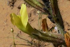 Astragalus turczaninowii