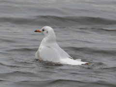 Chroicocephalus ridibundus