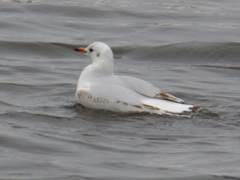 Chroicocephalus ridibundus