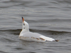 Chroicocephalus ridibundus