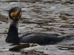 Phalacrocorax carbo