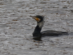 Phalacrocorax carbo