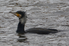 Phalacrocorax carbo