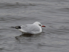 Chroicocephalus ridibundus