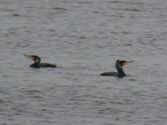 Phalacrocorax carbo