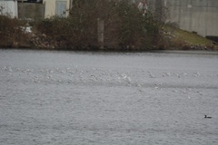 Chroicocephalus ridibundus