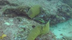 Halichoeres chierchiae