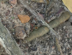 Hoplomutilla spinosa