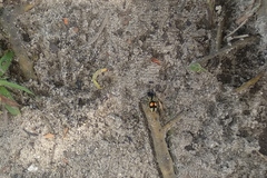 Hoplomutilla spinosa