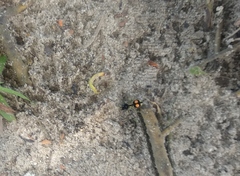 Hoplomutilla spinosa