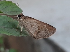 Arnetta vindhiana