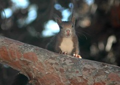 Sciurus vulgaris