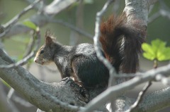 Sciurus vulgaris