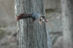 Sciurus vulgaris
