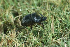 Copris hispanus hispanus