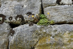 Oxalis megalorrhiza