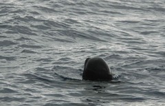 Globicephala
