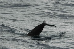 Globicephala